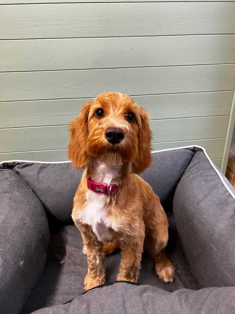A freshly groomed apricot cockapoo in a grey dog bed against the pale panelled wall of the grooming room