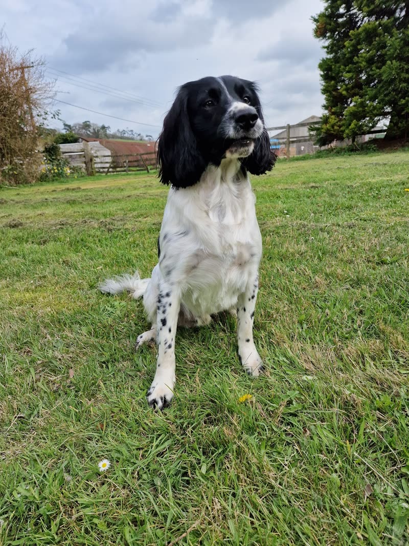 A black-and-white English springer spaniel sitting on the grass in a garden