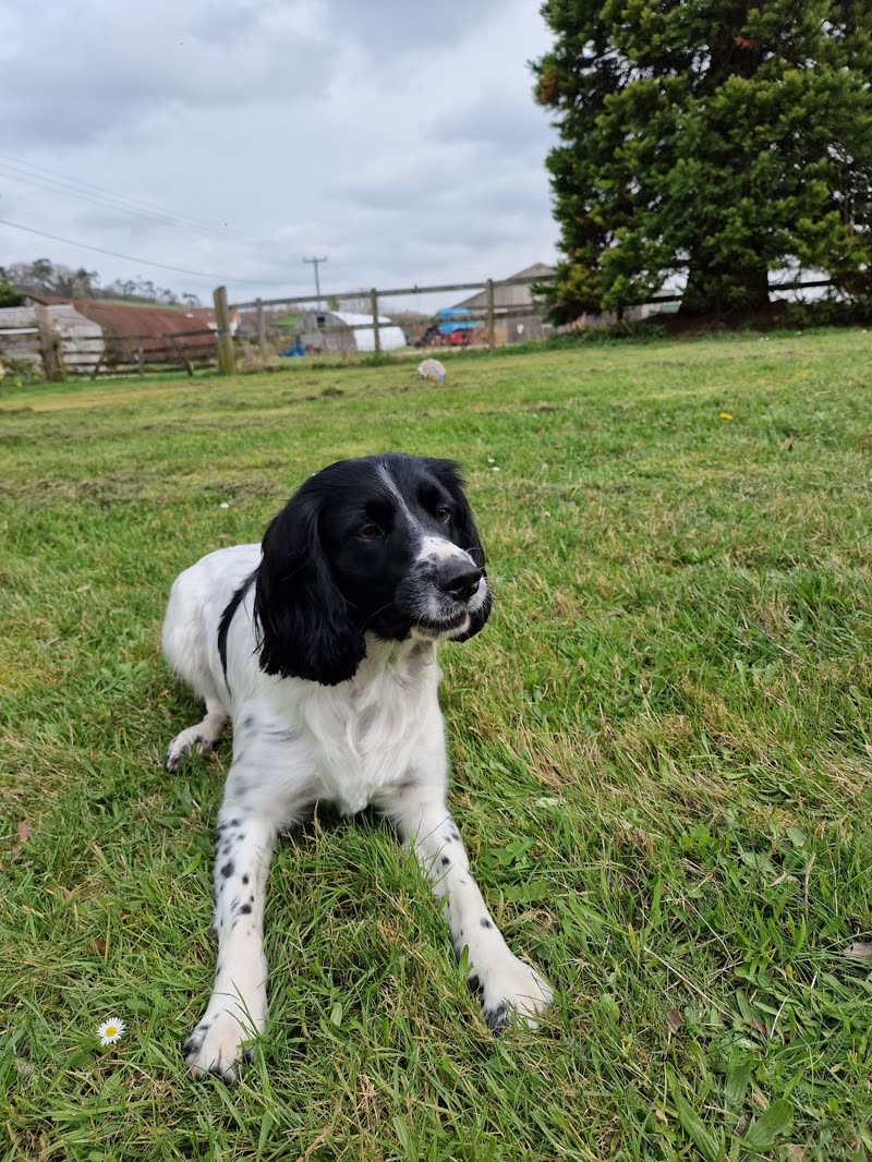 The same springer spaniel lying stretched out on the garden grass