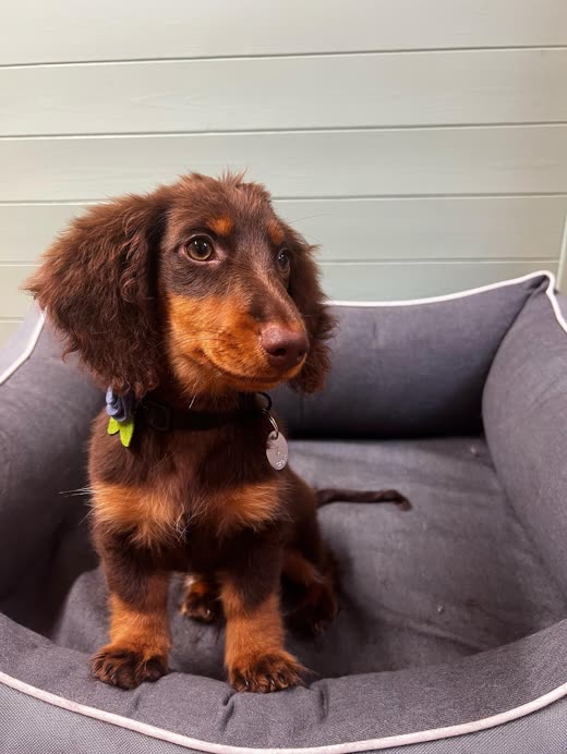 A long-haired chocolate dachshund sitting in a grey dog bed after a groom