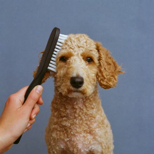 A curly-coated dog being brushed out