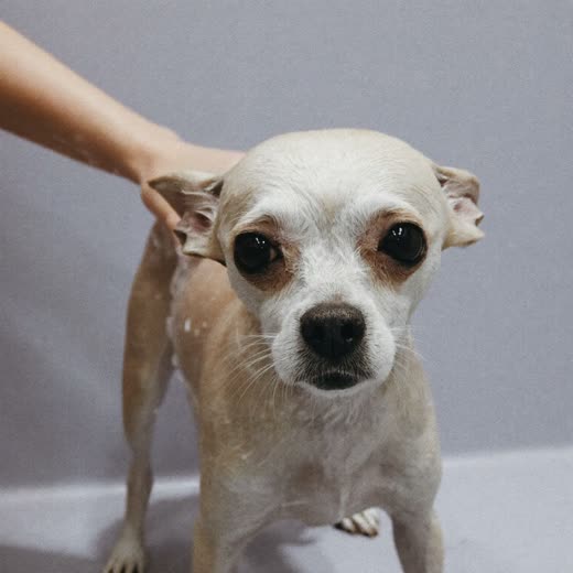 A small dog being bathed and shampooed