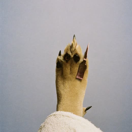 A dog's paw having its nails clipped